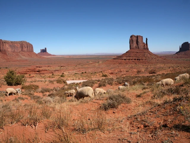 sheep grazing among sagebrush with the rock formations of Monument Valley in the background