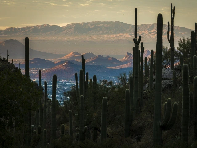 A group of saguaro stand in the foreground among hills and other vegetation. In the background is a mountain with a large with "A" on it.