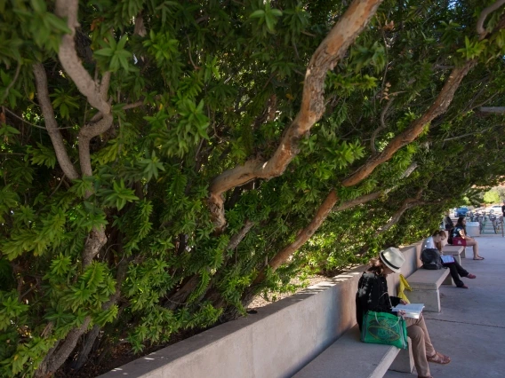 someone sitting on a bench underneath a tree