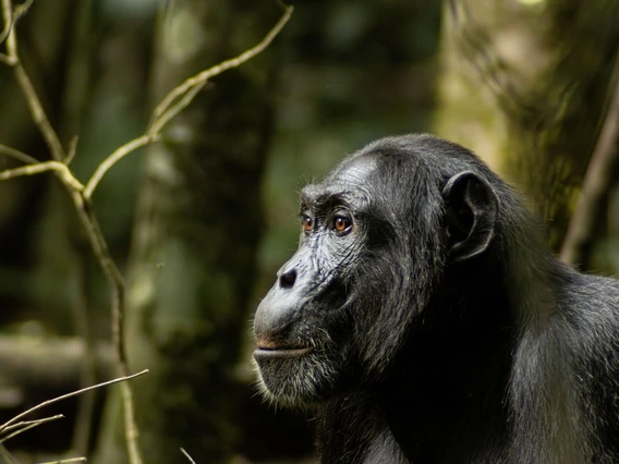 a chimpanzee sitting calmly in a rainforest