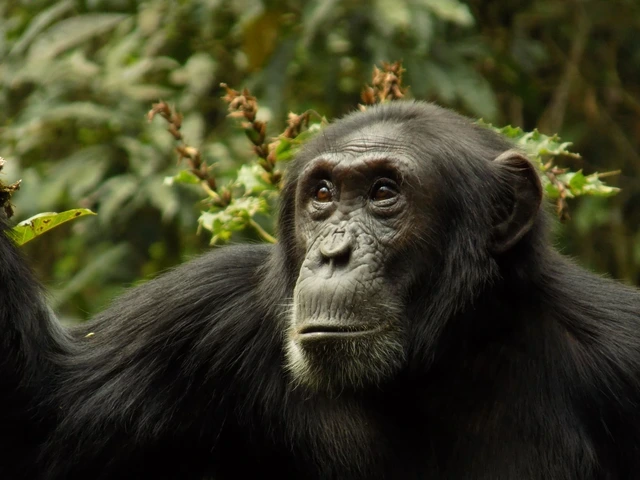 a chimpanzee in a jungle environment