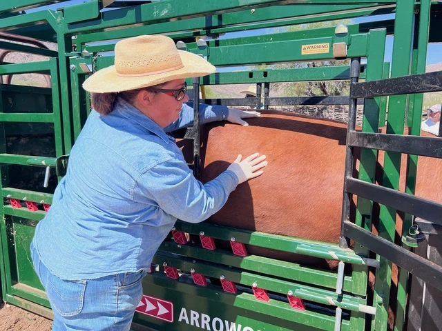 An assistant extension specialist demonstrates livestock inspection techniques
