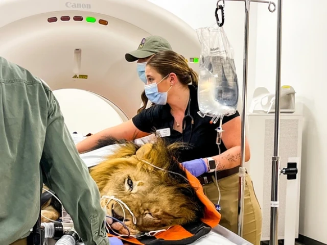A veterinary medical setting where a lion is undergoing a CT scan. The large, circular CT machine in the background has a white exterior with the brand name "Canon" at the top. The lion lies on a table, partially covered with an orange and black protective covering. Its head is resting on the table’s surface, with medical sensors and tubes attached to its face, indicating it is under sedation for the procedure. 