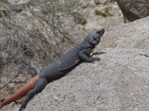 A male chuckwalla, a type of desert-dwelling iguana, spotted near Phoenix.