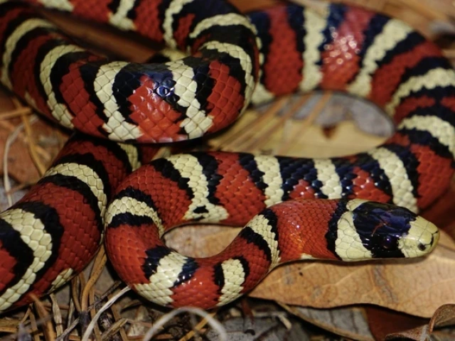 Lampropeltis knoblochi