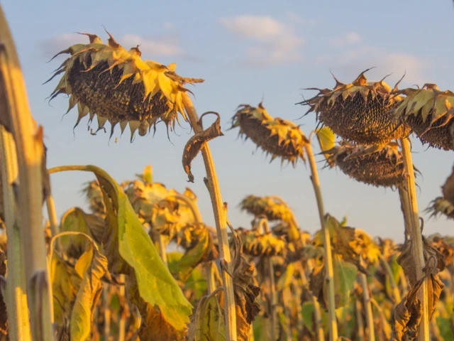 Yellowing sunflowers suffering heat stress