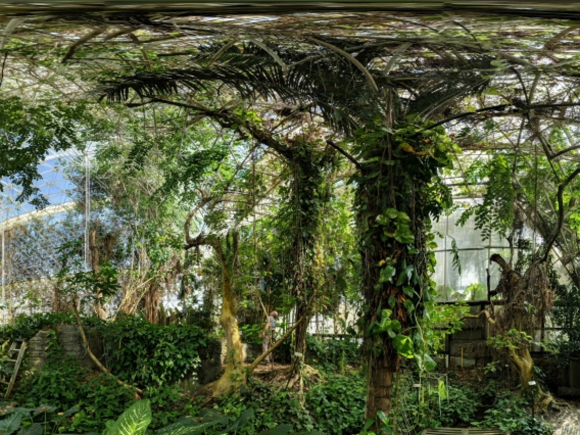 A fisheye view of the enclosed rainforest at Biosphere 2.