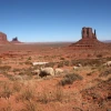 sheep grazing among sagebrush with the rock formations of Monument Valley in the background