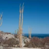 Boojum trees grow in a desert landscape, with the blue waters of the Gulf of California in the background. 