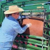 An assistant extension specialist demonstrates livestock inspection techniques
