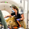 A veterinary medical setting where a lion is undergoing a CT scan. The large, circular CT machine in the background has a white exterior with the brand name "Canon" at the top. The lion lies on a table, partially covered with an orange and black protective covering. Its head is resting on the table’s surface, with medical sensors and tubes attached to its face, indicating it is under sedation for the procedure. 